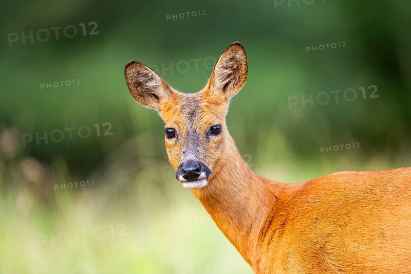 Roe deer (Capreolus capreolus) standing on a meadow in summer, portrait, Hesse, Germany