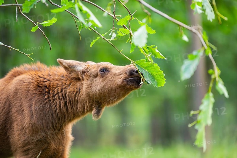 Eurasian elk (Alces alces) youngster standing in a forest in early summer eating leafes from a tree, portrait, Hesse, Germany