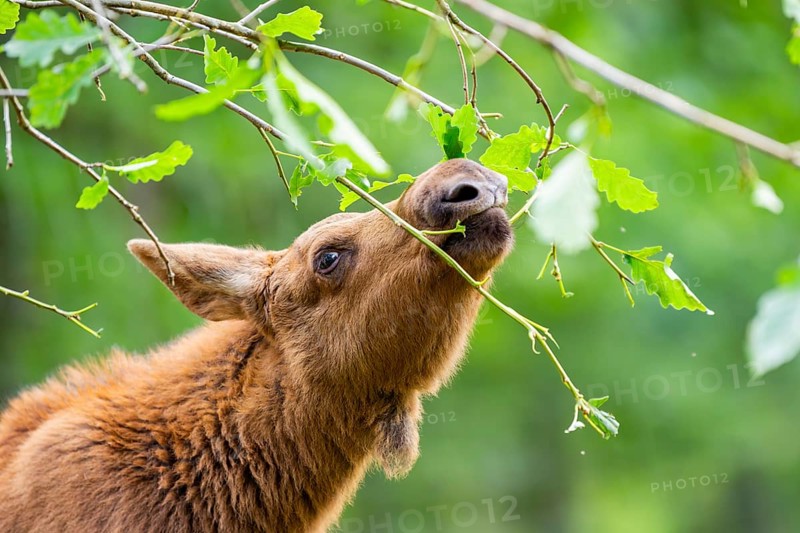 Eurasian elk (Alces alces) youngster standing in a forest in early summer eating leafes from a tree, portrait, Hesse, Germany