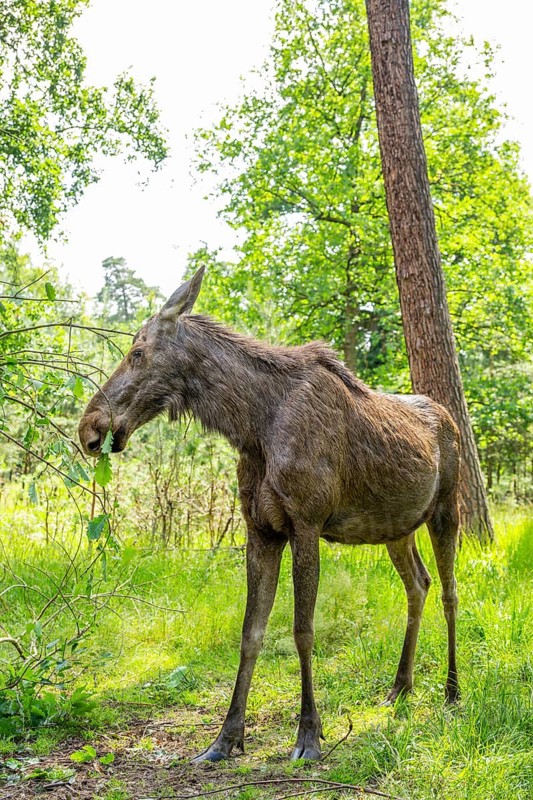Eurasian elk (Alces alces) standing in a forest in early summer eating leafes from a tree, Hesse, Germany