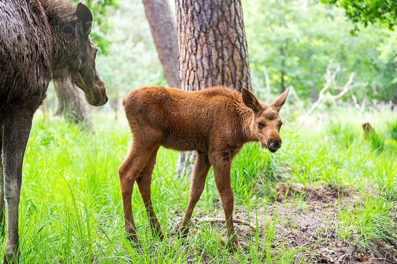 Eurasian elk (Alces alces) mother with her calf (youngster) in a forest in early summer, Hesse, Germany
