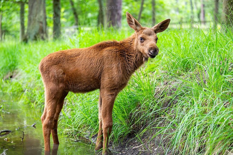 Eurasian elk (Alces alces) calf (youngster) standing in a little stream in a forest in early summer, Hesse, Germany