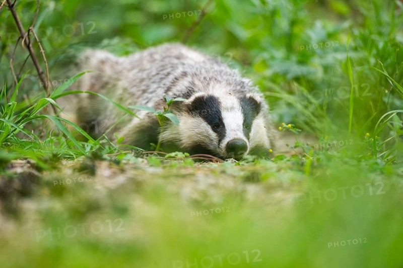 European badger (Meles meles) lying on the ground, Hesse, Germany