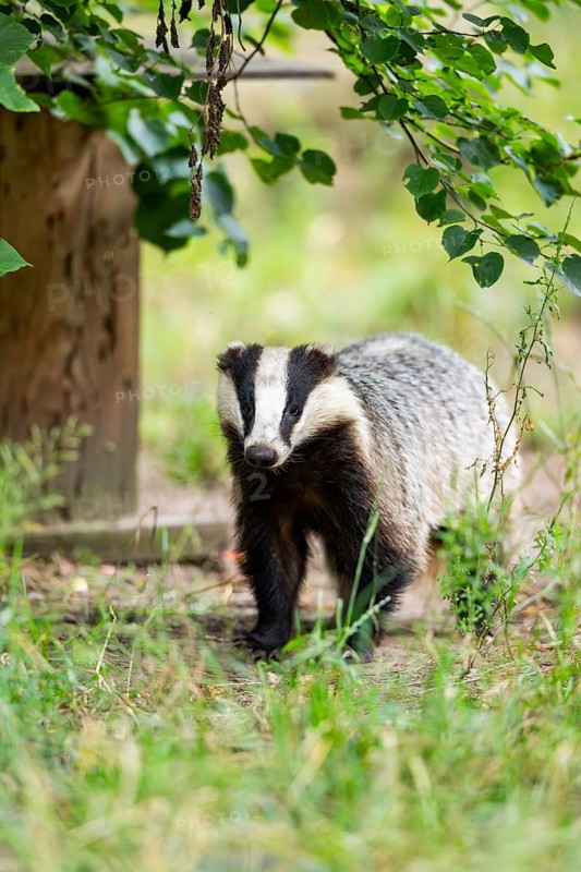 European badger (Meles meles) standing in the grass, Hesse, Germany