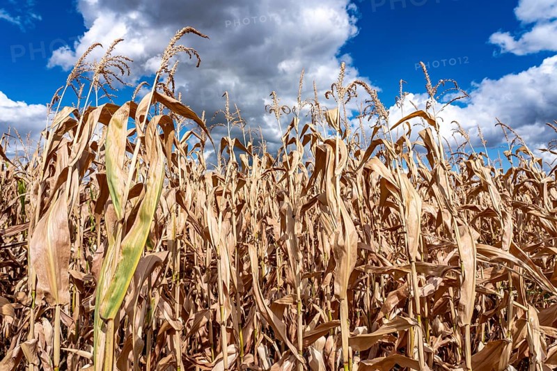 Corn field dried up and only low grown, small corn cobs, due to the summer drought, drought, east of Weisweiler, North Rhine-Westphalia, Germany