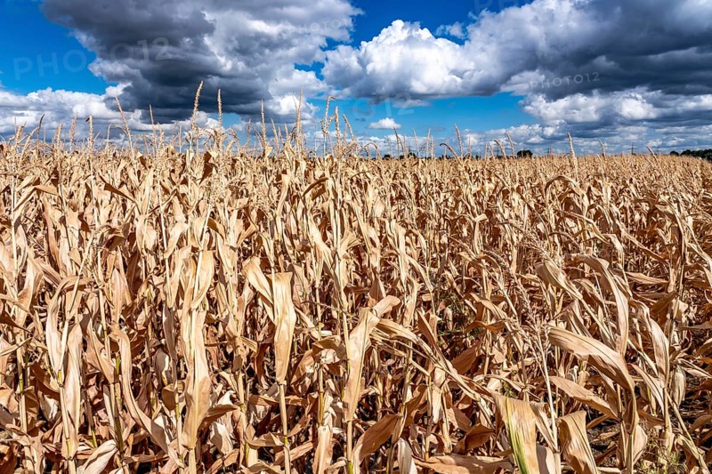 Corn field dried up and only low grown, small corn cobs, due to the summer drought, drought, east of Weisweiler, North Rhine-Westphalia, Germany