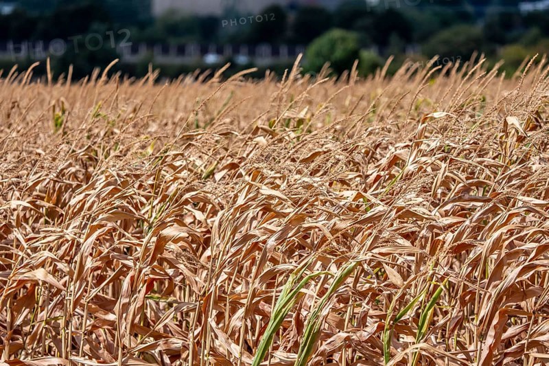 Corn field dried up and only low grown, small corn cobs, due to the summer drought, drought, east of Weisweiler, North Rhine-Westphalia, Germany