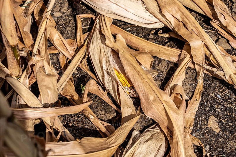 Corn field dried up and only low grown, small corn cobs, due to the summer drought, drought, east of Weisweiler, North Rhine-Westphalia, Germany