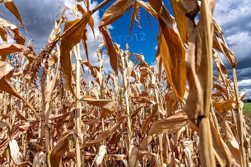 Corn field dried up and only low grown, small corn cobs, due to the summer drought, drought, east of Weisweiler, North Rhine-Westphalia, Germany