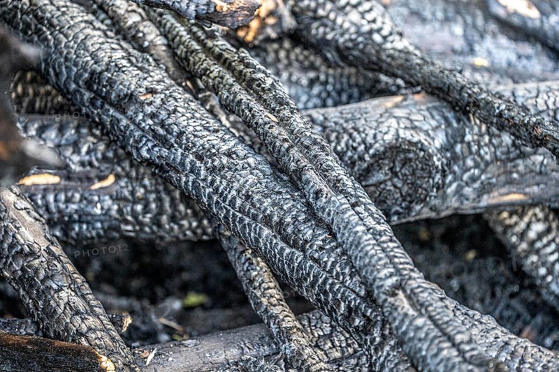 Burnt, scorched tree trunks, vegetation fire, charred, structures, black