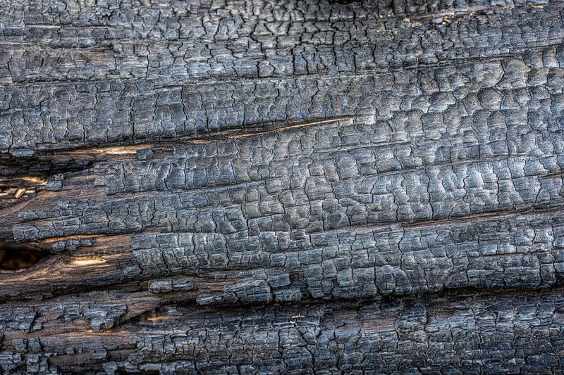 Burnt, scorched tree trunks, vegetation fire, charred, structures, black