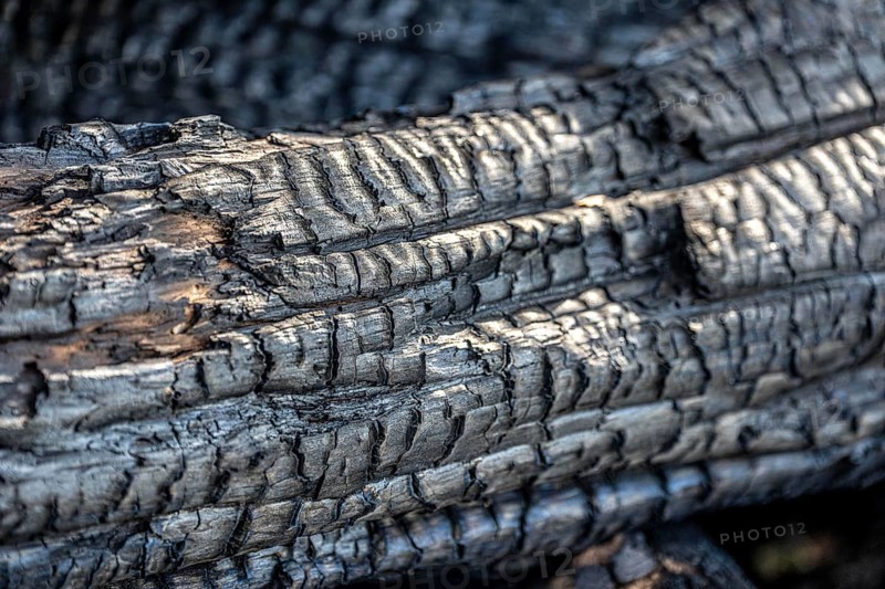Burnt, scorched tree trunks, vegetation fire, charred, structures, black
