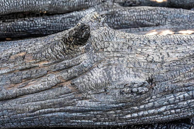 Burnt, scorched tree trunks, vegetation fire, charred, structures, black