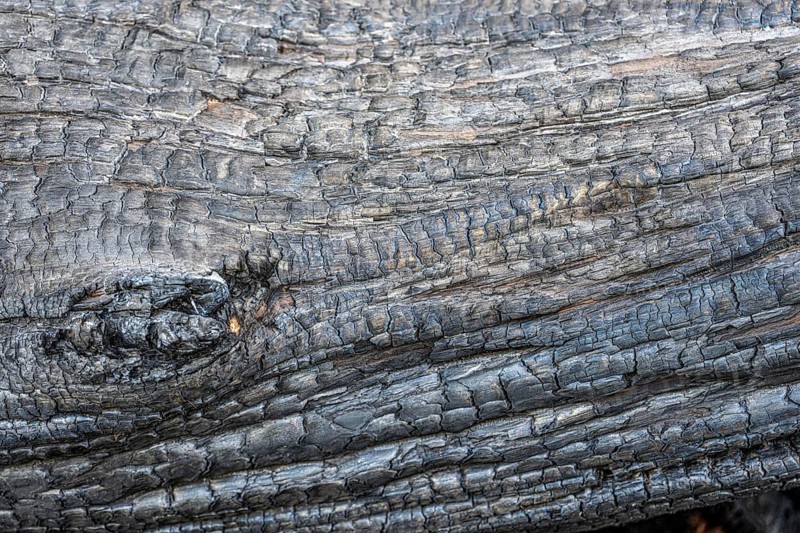 Burnt, scorched tree trunks, vegetation fire, charred, structures, black
