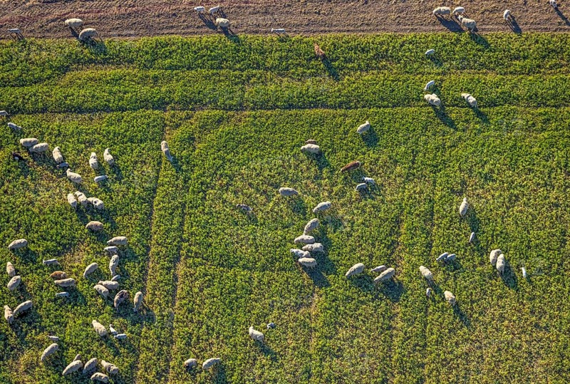 Aerial view, grazing sheep on a green pasture, Olfen-Kirchspiel, Olfen, Münsterland, North Rhine-Westphalia, Germany, DE, Europe, aerial view, aerial photography, aerial photography, sheep, sheep in the field, animal, overview, bird's-eye view, overview