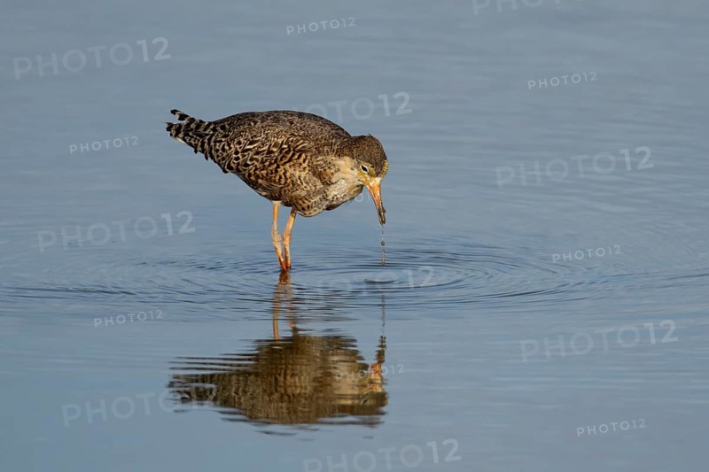 Ruff (Philomachus pugnax) adult wading bird in summer plumage feeding in a shallow lagoon, England, United Kingdom