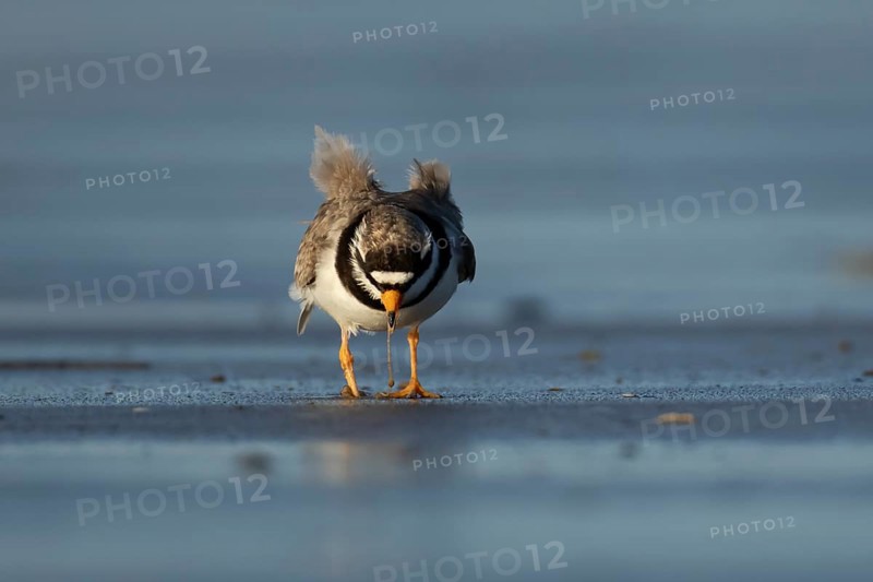 Ringed plover (Charadrius hiaticula) adult wading bird feeding on a worm on a beach, England, United Kingdom