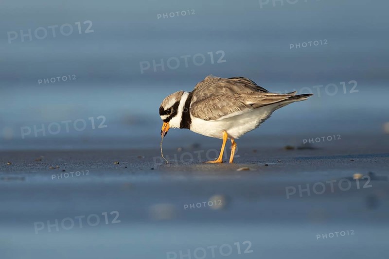 Ringed plover (Charadrius hiaticula) adult wading bird feeding on a worm on a beach, England, United Kingdom