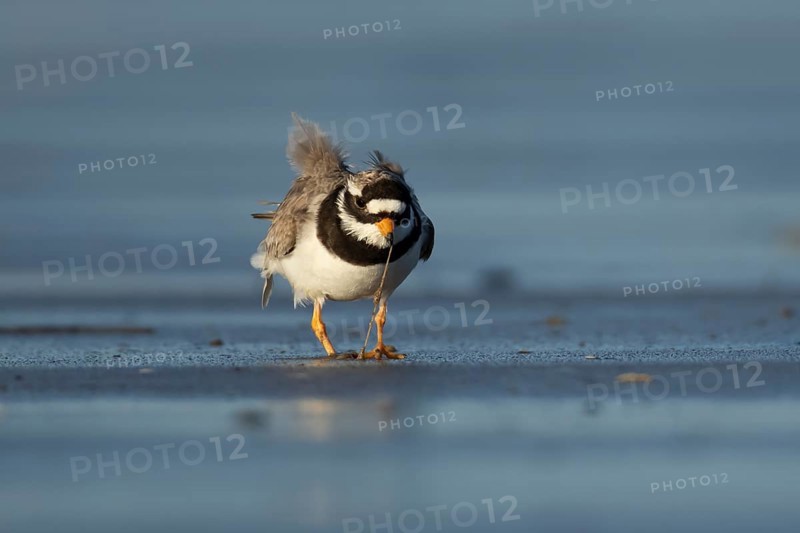 Ringed plover (Charadrius hiaticula) adult wading bird feeding on a worm on a beach, England, United Kingdom