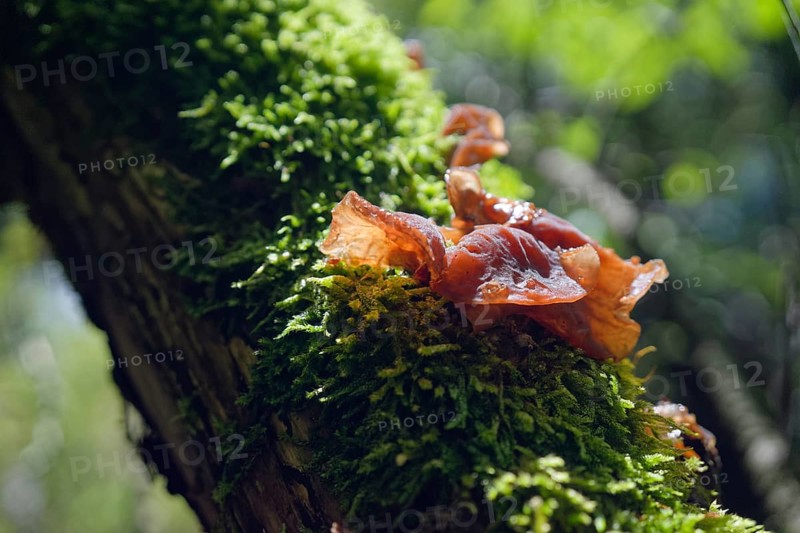 Judas ear (Auricularia auricula-judae), edible mushroom, fungus, moss, elder, elder tree, elder bush, Schwäbisch Hall, Hohenlohe, Germany