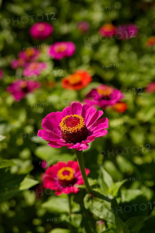 Zinnia (Zinnia), ornamental plant, ornamental flower, garden flower, flower, bee pasture, insect pasture, bee-friendly, insect-friendly, garden, Schwäbisch Hall, Hohenlohe, Germany