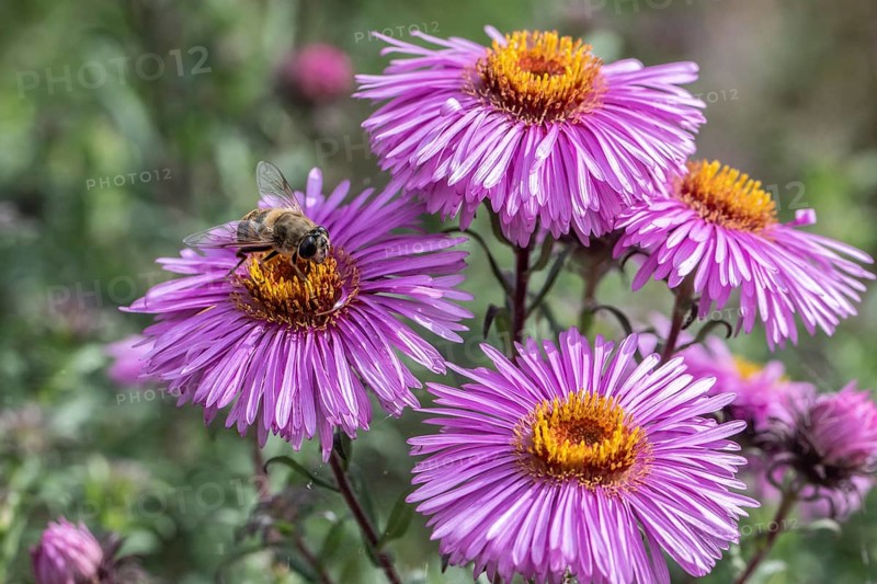 Garden wedge-spotted hoverfly (Eristalis lineata) on autumn aster, Emsland, Lower Saxony, Germany