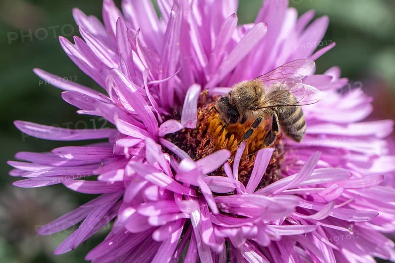 Honey bee (Apis mellifera on autumn aster (Aster), Emsland, Lower Saxony, Germany