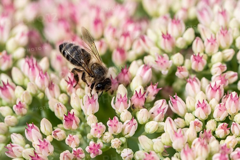 Honey bee (Apis mellifera) on stonecrop (Sedum spectabile), Emsland, Lower Saxony, Germany