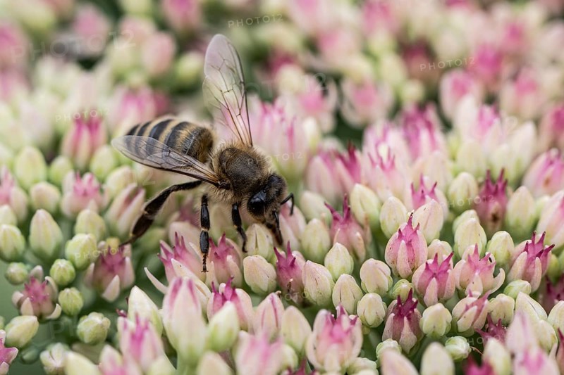 Honey bee (Apis mellifera) on stonecrop (Sedum spectabile), Emsland, Lower Saxony, Germany