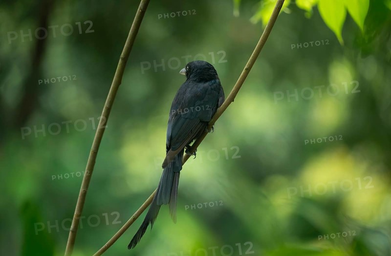A Black Drongo (Dicrurus macrocercus) perched on a branch amidst lush green foliage in a forest setting, Sreepur, Gazipur, Bangladesh