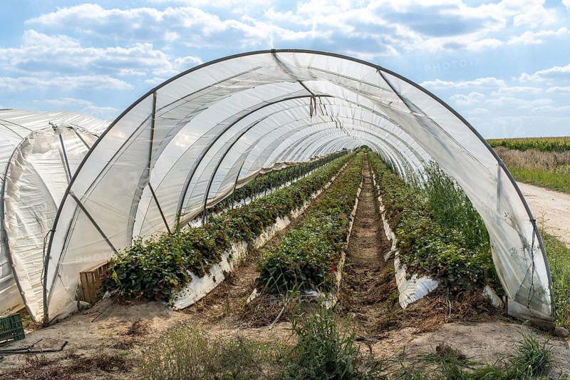 Rows of strawberry plants in tunnel cultivation, Manheim, North Rhine-Westphalia, Germany