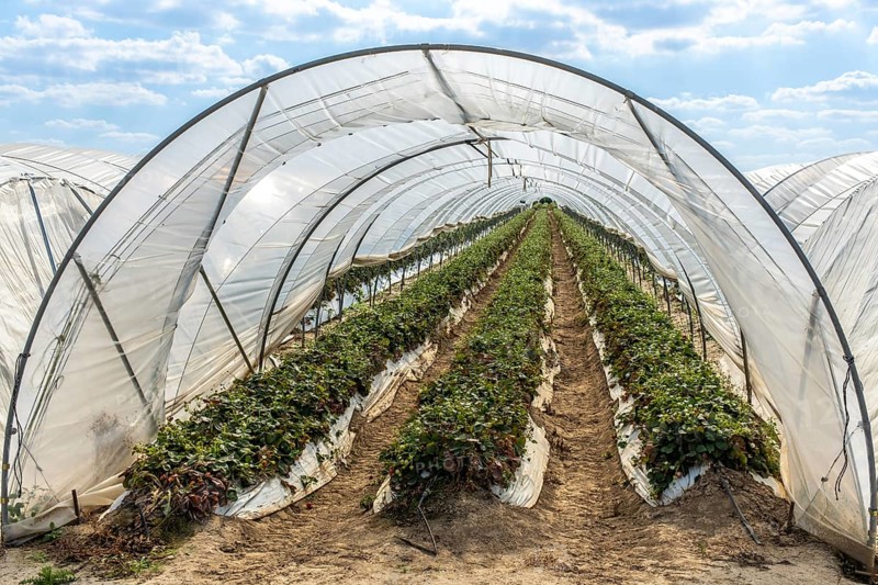 Rows of strawberry plants in tunnel cultivation, Manheim, North Rhine-Westphalia, Germany