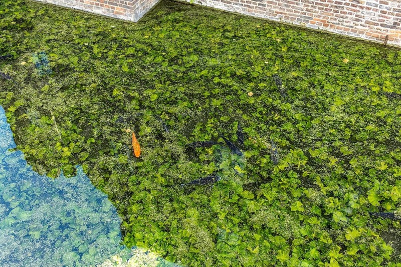 Koi and fish in Paffendorf Castle moat, Paffendorf, North Rhine-Westphalia, Germany