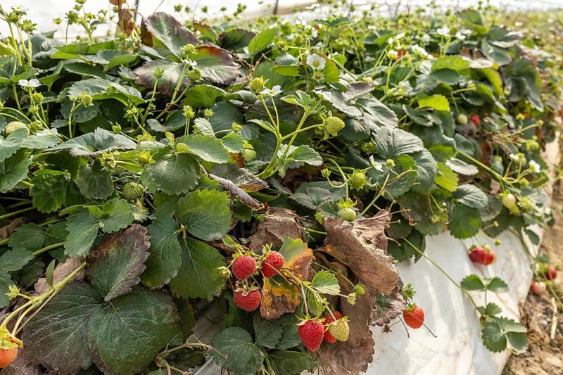 Close-up of strawberries on a bush in a polytunnel, Manheim, North Rhine-Westphalia, Germany