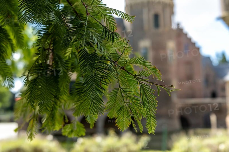 Branch with castle in the background, Paffendorf, North Rhine-Westphalia, Germany
