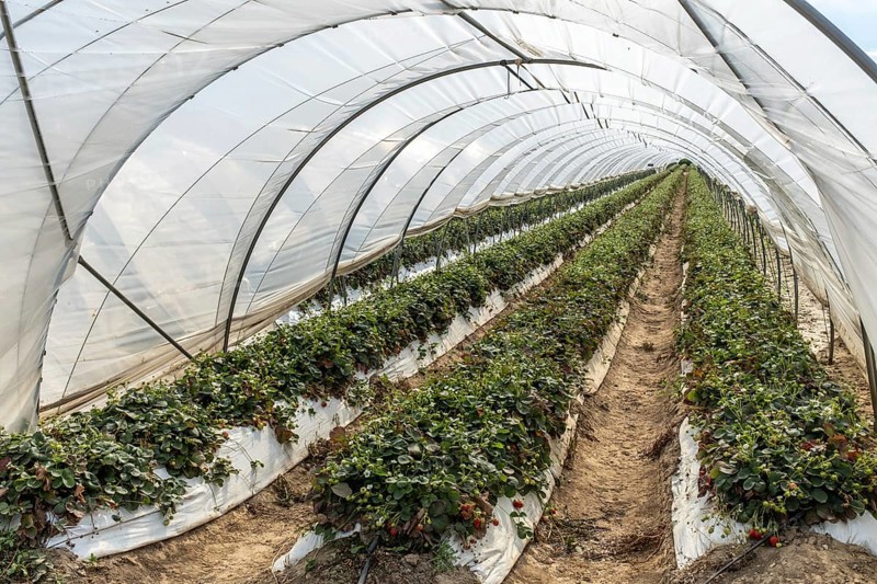 Rows of strawberry plants in tunnel cultivation, Manheim, North Rhine-Westphalia, Germany