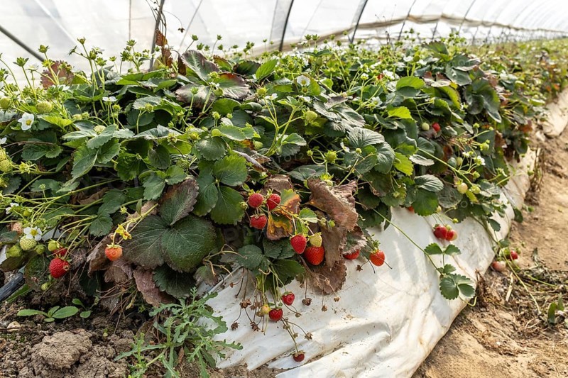 Strawberry plants with fruit in a foil tunnel, Manheim, North Rhine-Westphalia, Germany