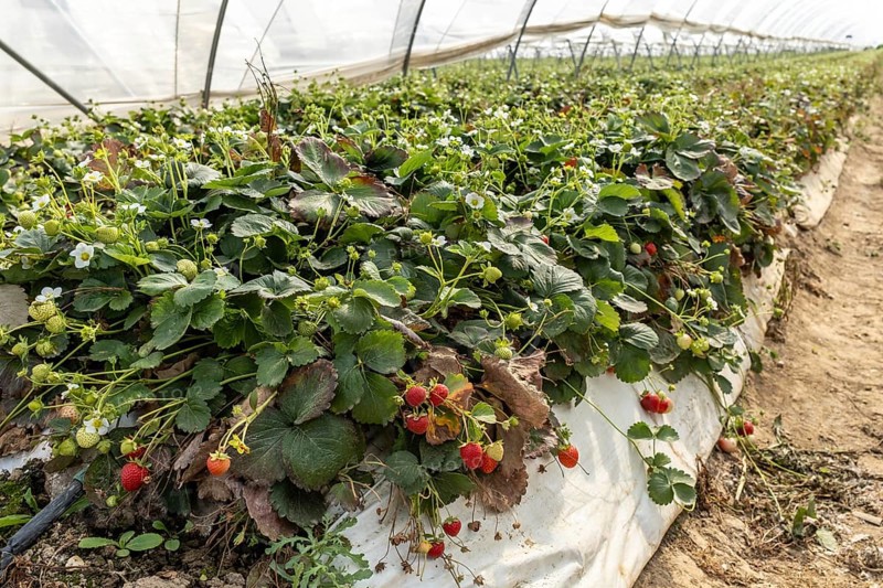 Strawberry plants with fruit in a foil tunnel, Manheim, North Rhine-Westphalia, Germany