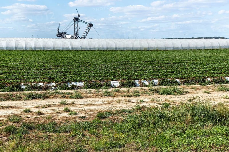 Strawberry field with open-cast mining excavator in the background, Manheim, North Rhine-Westphalia, Germany