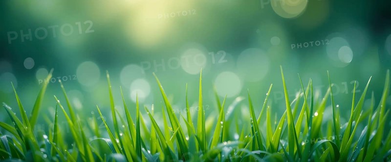 Close-up of fresh green grass with water droplets, set against a blurred background of soft bokeh lights and natural sunlight, AI generated