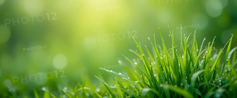 A vibrant close-up of fresh green grass blades glistening with morning dew, under soft sunlight, AI generated