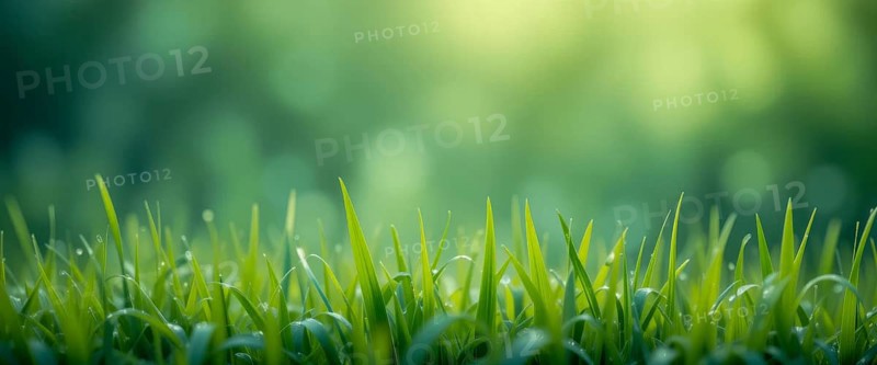 Close-up shot of vibrant green grass with a blurred bokeh background, perfect for nature and outdoor themes, AI generated