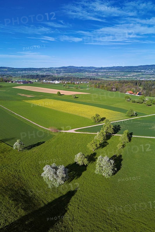 Flowering pear trees and rape fields, Geltwil, Freiamt, Canton, Aargau, Switzerland