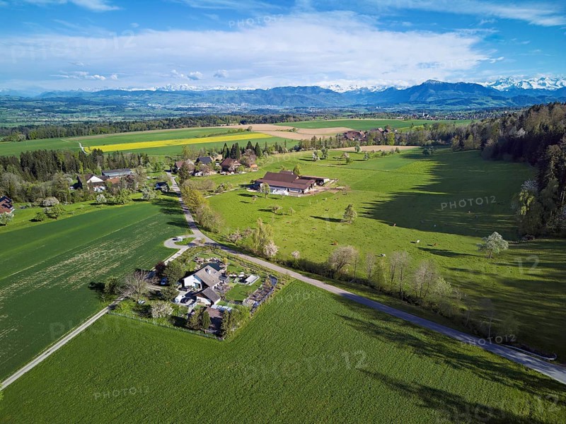 Blossoming pear trees and rape fields, behind the snow-covered Alpstein, Geltwill, Freiamt, Canton, Aargau, Switzerland
