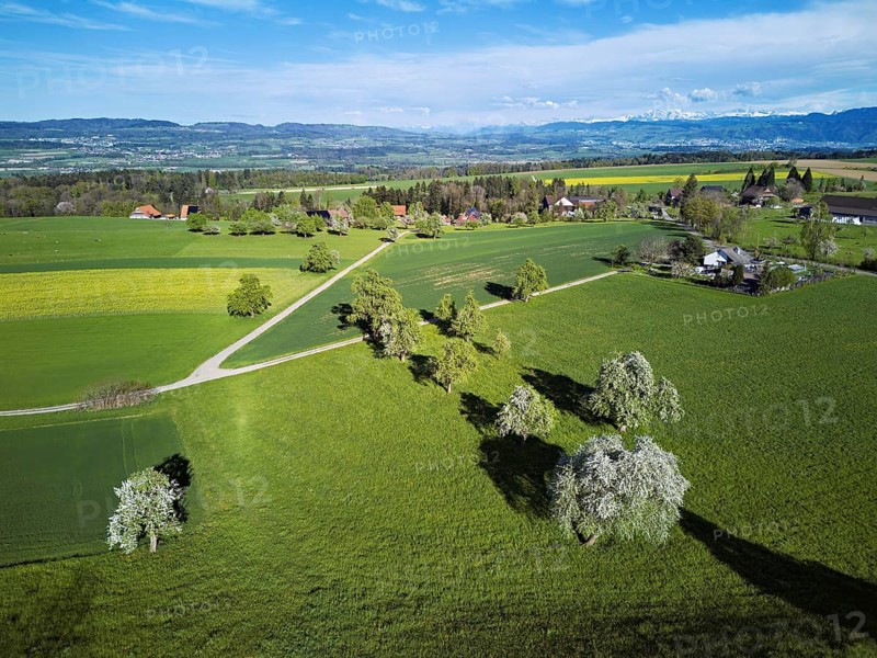 Blossoming pear trees and rape fields, behind the snow-covered Alpstein, Geltwill, Freiamt, Canton, Aargau, Switzerland