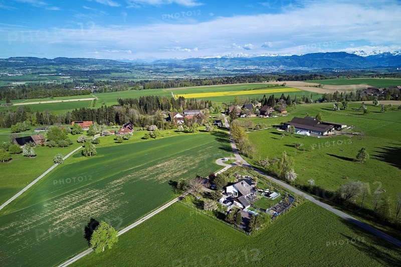 Blossoming pear trees and rape fields, the Reuss valley and the snow-covered Alps in the background, Geltwill, Freiamt, Canton, Aargau, Switzerland