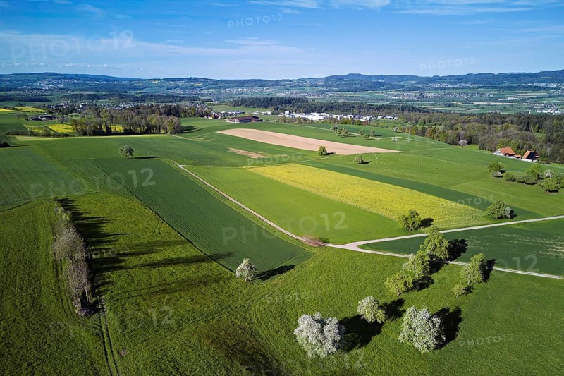 Blossoming pear trees and rape fields, in the background the Reuss valley, Geltwil, Freiamt, Canton, Aargau, Switzerland