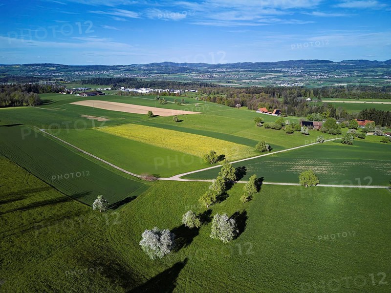 Blossoming pear trees and rape fields, in the background the Reuss valley, Geltwil, Freiamt, Canton, Aargau, Switzerland