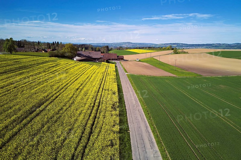 Agricultural fields and rape fields in bloom in the hamlet, Winterschwil, Beinwil, Freiamt, Canton, Aargau, Switzerland