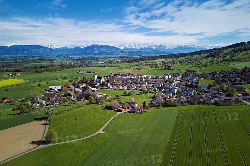 Village view with field of flowering rape, behind the Rigi and the snow-covered Alps, Beinwil, Freiamt, Canton, Aargau, Switzerland